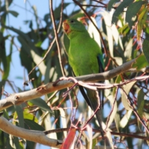 Lathamus discolor at Watson, ACT - 10 May 2023