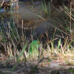 Lathamus discolor at Watson, ACT - 10 May 2023