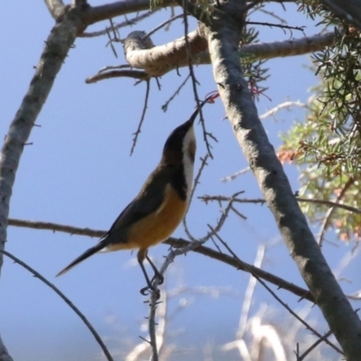 Acanthorhynchus tenuirostris (Eastern Spinebill) at Bonython, ACT - 10 May 2023 by RodDeb