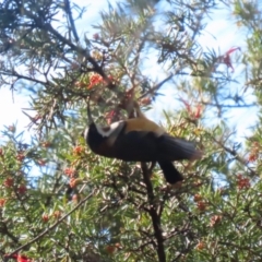 Acanthorhynchus tenuirostris at Bonython, ACT - 10 May 2023