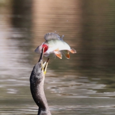 Perca fluviatilis (Redfin) at Bonython, ACT - 10 May 2023 by RodDeb