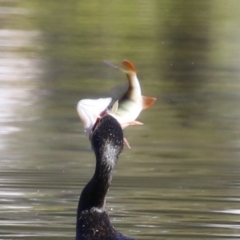 Perca fluviatilis at Bonython, ACT - 10 May 2023