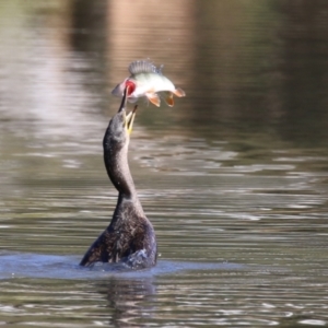 Phalacrocorax carbo at Bonython, ACT - 10 May 2023