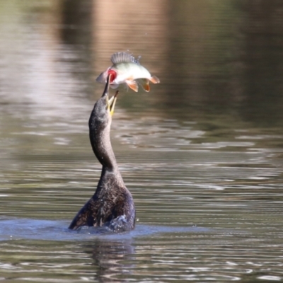 Phalacrocorax carbo (Great Cormorant) at Bonython, ACT - 10 May 2023 by RodDeb