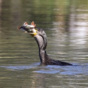 Phalacrocorax carbo at Bonython, ACT - 10 May 2023