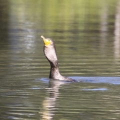 Phalacrocorax carbo at Bonython, ACT - 10 May 2023