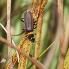 Chauliognathus lugubris (Plague Soldier Beetle) at Bonython, ACT - 10 May 2023 by RodDeb
