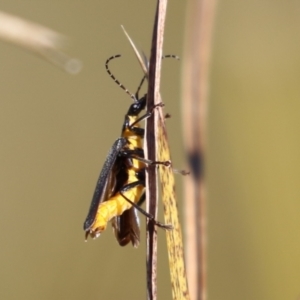 Chauliognathus lugubris at Bonython, ACT - 10 May 2023 01:23 PM