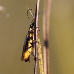 Chauliognathus lugubris at Bonython, ACT - 10 May 2023 01:23 PM