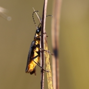 Chauliognathus lugubris at Bonython, ACT - 10 May 2023 01:23 PM