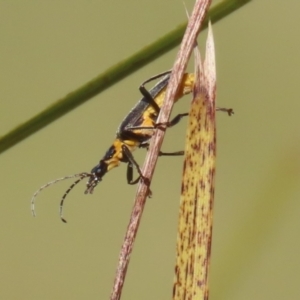 Chauliognathus lugubris at Bonython, ACT - 10 May 2023