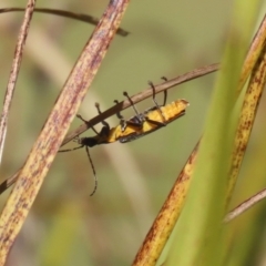 Chauliognathus lugubris at Bonython, ACT - 10 May 2023