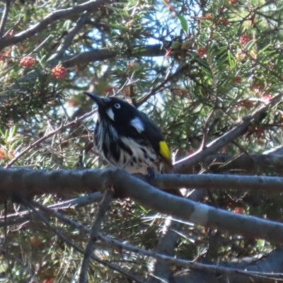 Phylidonyris novaehollandiae (New Holland Honeyeater) at Bonython, ACT - 10 May 2023 by RodDeb