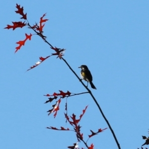 Phylidonyris novaehollandiae at Bonython, ACT - 10 May 2023