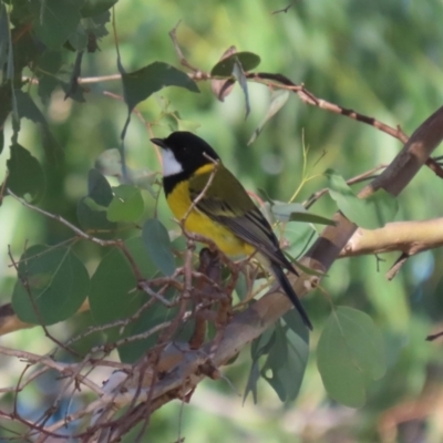 Pachycephala pectoralis (Golden Whistler) at Bonython, ACT - 10 May 2023 by RodDeb