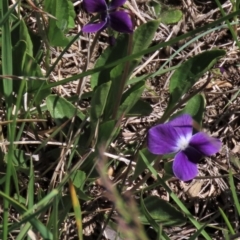 Viola betonicifolia (Mountain Violet) at Top Hut TSR - 14 Nov 2020 by AndyRoo