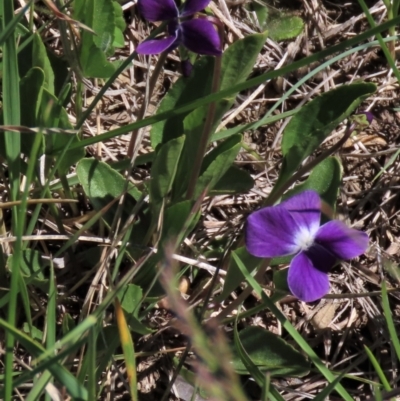 Viola betonicifolia (Mountain Violet) at Dry Plain, NSW - 15 Nov 2020 by AndyRoo