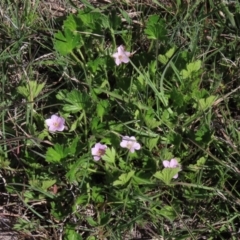 Geranium antrorsum (Rosetted Cranesbill) at Top Hut TSR - 14 Nov 2020 by AndyRoo