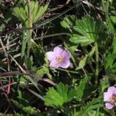 Geranium antrorsum at Dry Plain, NSW - 15 Nov 2020