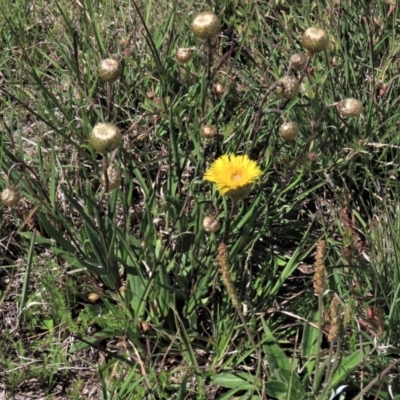 Podolepis jaceoides (Showy Copper-wire Daisy) at Dry Plain, NSW - 14 Nov 2020 by AndyRoo