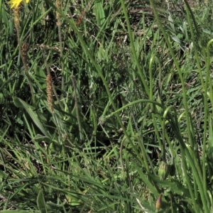 Plantago varia at Dry Plain, NSW - 15 Nov 2020