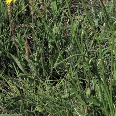 Plantago varia (Native Plaintain) at Top Hut TSR - 14 Nov 2020 by AndyRoo