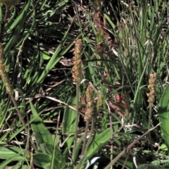 Plantago varia (Native Plaintain) at Dry Plain, NSW - 15 Nov 2020 by AndyRoo