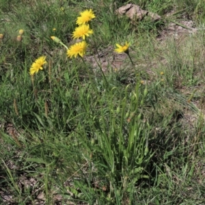 Microseris lanceolata at Dry Plain, NSW - 15 Nov 2020