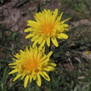 Microseris lanceolata at Dry Plain, NSW - 15 Nov 2020