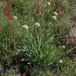 Rumex acetosella at Dry Plain, NSW - 15 Nov 2020