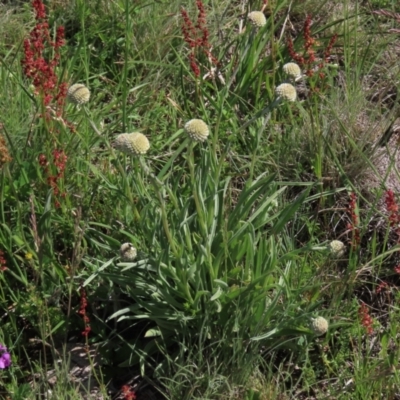 Rumex acetosella (Sheep Sorrel) at Top Hut TSR - 14 Nov 2020 by AndyRoo