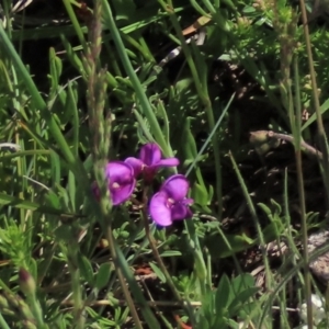 Swainsona sericea at Dry Plain, NSW - 15 Nov 2020 10:30 AM