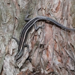 Cryptoblepharus pulcher (Fence Skink) at Capalaba, QLD - 23 Apr 2023 by TimL