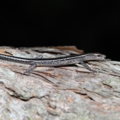 Cryptoblepharus pulcher at Capalaba, QLD - 23 Apr 2023 12:55 PM
