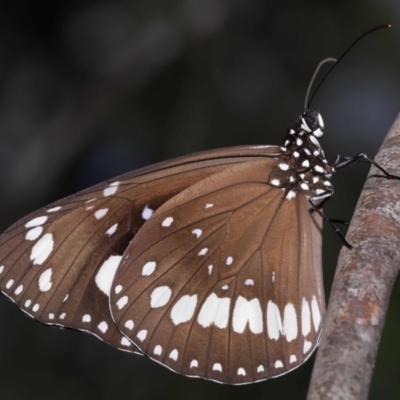 Euploea corinna (Common Crow Butterfly, Oleander Butterfly) at Alexandra Hills, QLD - 23 Apr 2023 by TimL