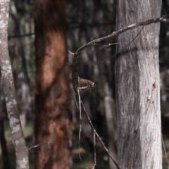 Euploea corinna at Alexandra Hills, QLD - 23 Apr 2023