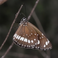 Euploea corinna at Alexandra Hills, QLD - 23 Apr 2023 10:48 AM