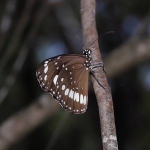 Euploea corinna at Alexandra Hills, QLD - 23 Apr 2023