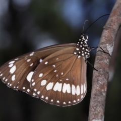 Euploea corinna at Alexandra Hills, QLD - 23 Apr 2023 10:48 AM