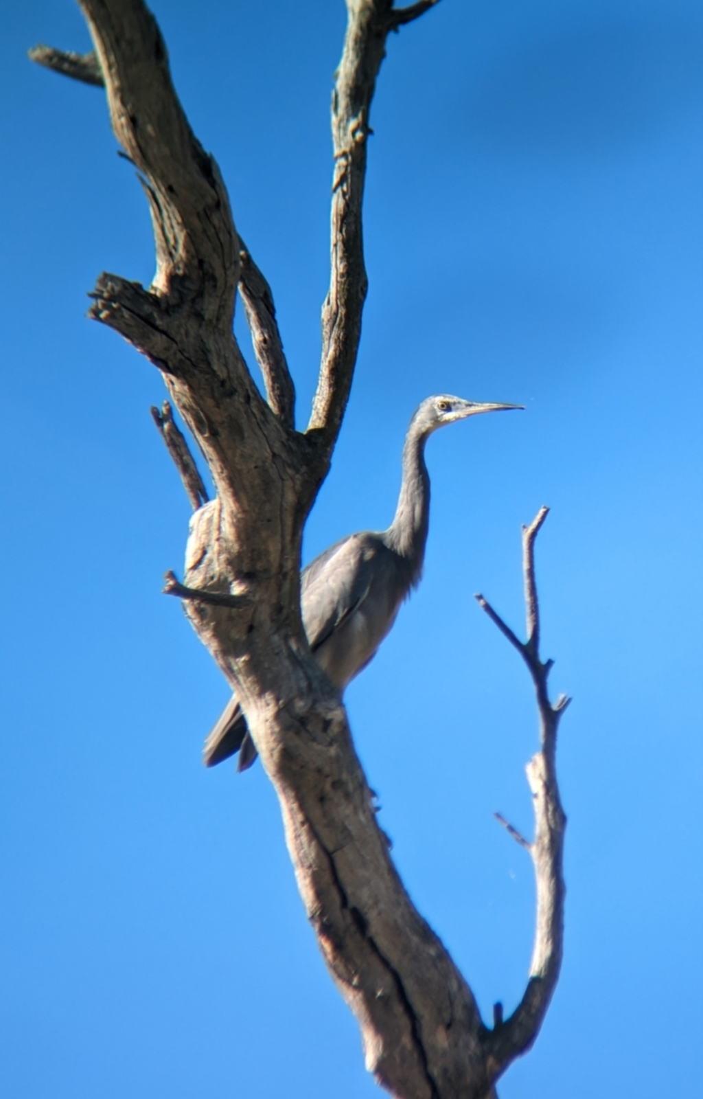 Egretta novaehollandiae at Bungowannah, NSW - 10 May 2023