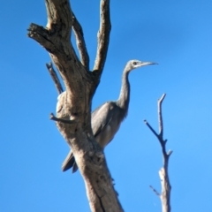 Egretta novaehollandiae (White-faced Heron) at Bungowannah, NSW - 10 May 2023 by Darcy