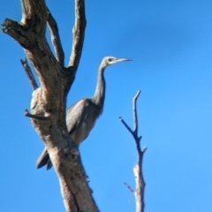 Egretta novaehollandiae at Bungowannah, NSW - 10 May 2023 10:31 AM