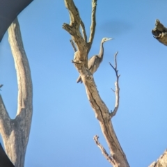 Egretta novaehollandiae at Bungowannah, NSW - 10 May 2023