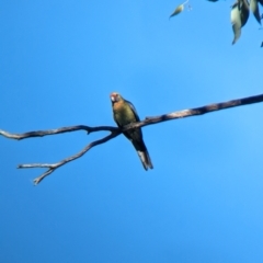 Platycercus elegans flaveolus (Yellow Rosella) at Bungowannah, NSW - 10 May 2023 by Darcy