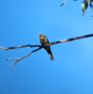 Platycercus elegans flaveolus at Bungowannah, NSW - 10 May 2023