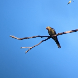 Platycercus elegans flaveolus at Bungowannah, NSW - 10 May 2023