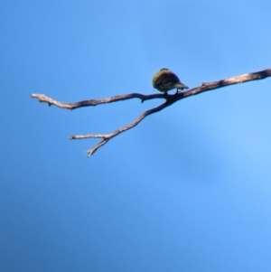 Platycercus elegans flaveolus at Bungowannah, NSW - 10 May 2023