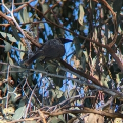 Philemon corniculatus (Noisy Friarbird) at Bungowannah, NSW - 10 May 2023 by Darcy