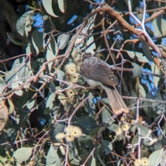 Philemon corniculatus at Bungowannah, NSW - 10 May 2023 10:46 AM