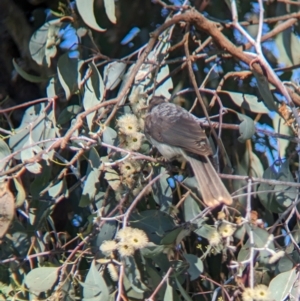 Philemon corniculatus at Bungowannah, NSW - 10 May 2023